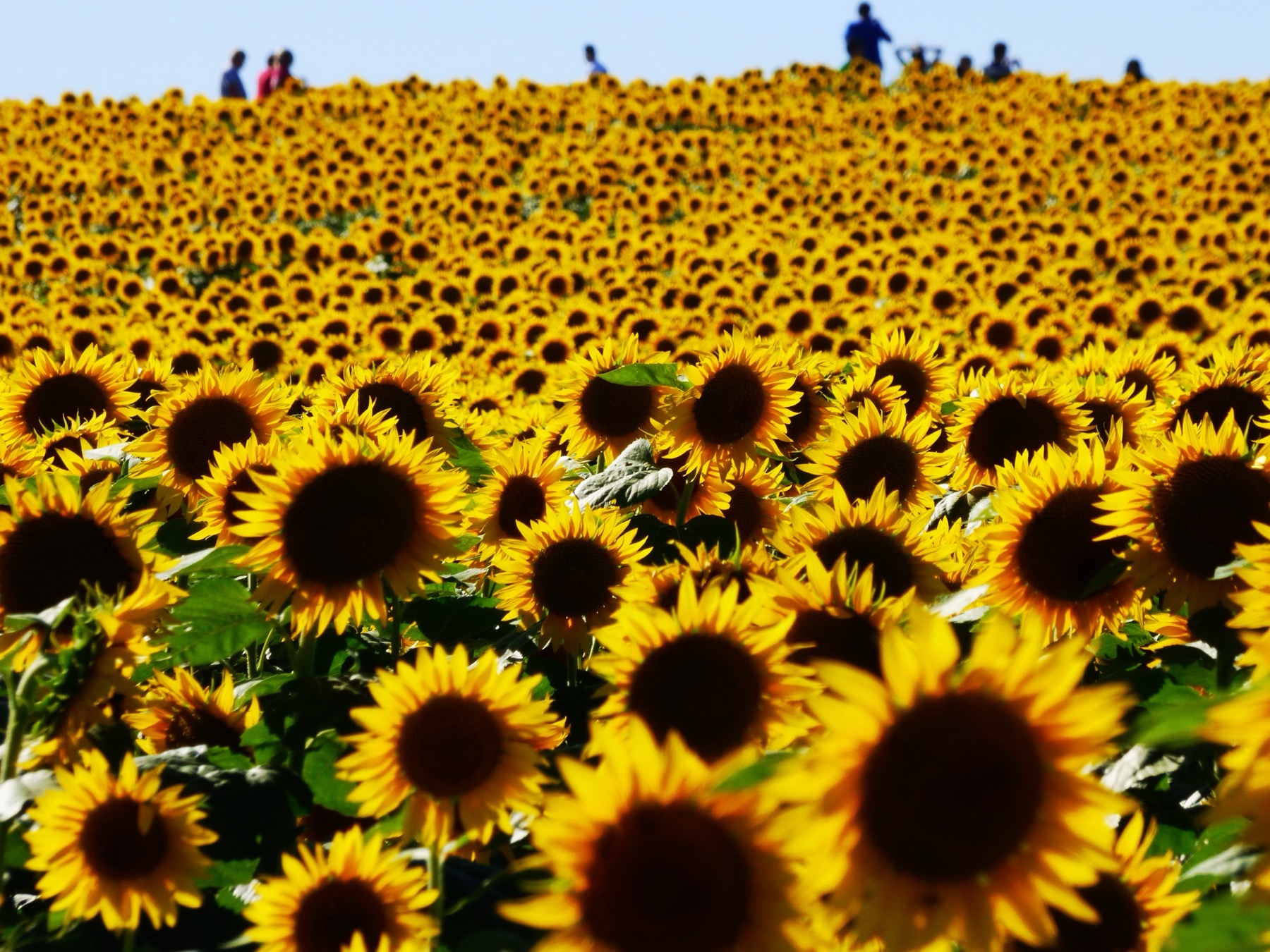 Weites, blühendes Sonnenblumenfeld unter blauem Himmel